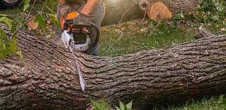 Best Fruit Tree Pruning  in Corinth, TX